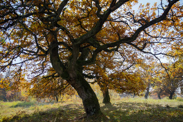 Fototapeta na wymiar oak