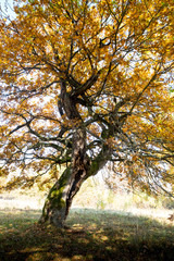 hollow oak