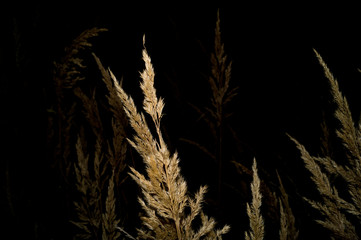 ears of corn at night