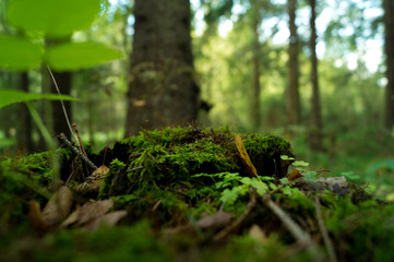 moss close up in the forest