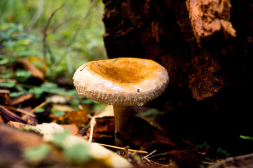 mushroom growing in the forest