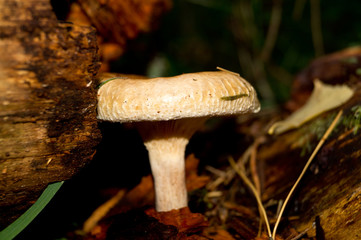 mushroom growing in the forest