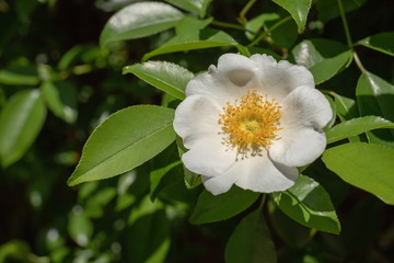 Obraz na płótnie Canvas A white rose flower in the garden