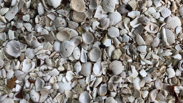 Close up on pile of shells ground