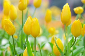 Yellow tulips flower in garden.