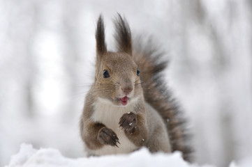 雪の中のエゾリス