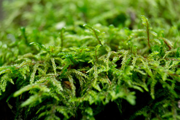 moss close up in the forest