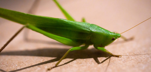 Katydid macro