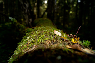 moss growing on a tree in the forest