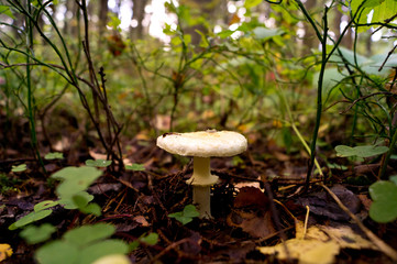 mushroom growing in the forest