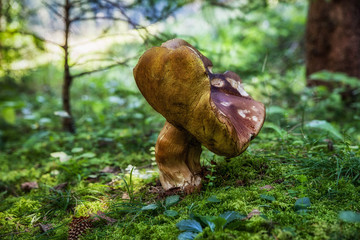 Big boleti in forest. Edible mushroom