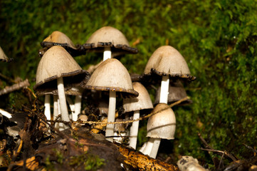 small mushrooms close-up in the forest