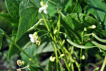 Snow white kidney beans flowers, buds and small green pods, soft blurry green leaves background,...