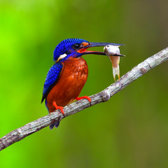 Blue-eared Kingfisher bird