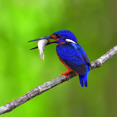 Blue-eared Kingfisher bird