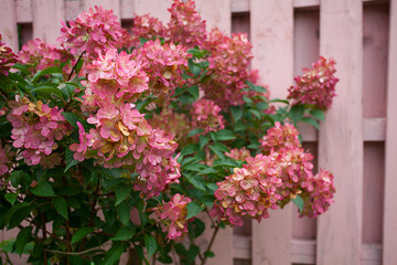 pink hydrangea against the fence