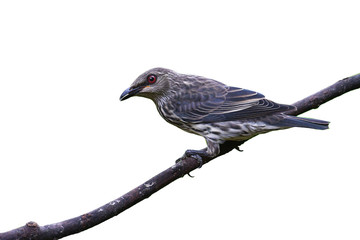 Beautiful  bird, Juvenile of Asian Glossy Starling (Aplonis panayensis) bird perching on a branch, Southern of Thailand.