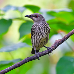 Asian Glossy Starling Bird