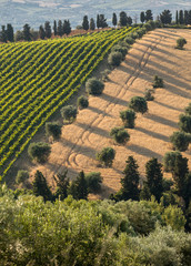 Panoramic view of olive groves, vineyards and farms on rolling hills of Abruzzo. Italy