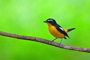 Yellow-rumped Flycatcher Bird