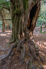 Fototapeta na wymiar Yew-tree trunk of Tejeda de Tosande forest, Palencia province, Spain
