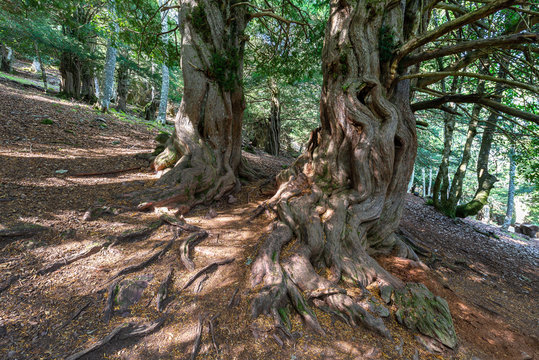 Yew-tree forest of Tejeda de Tosande, Palencia province, Spain