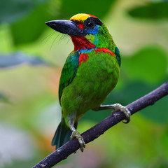 Red-throated Barbet bird