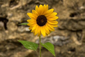 Tournesol sauvage