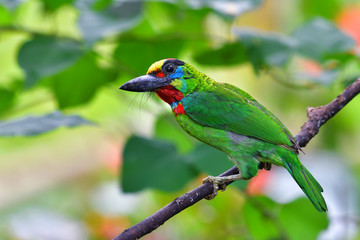 Red-throated Barbet bird