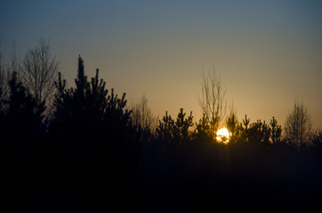 Sunset in Siberia, silhouettes of Christmas trees