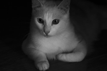 Portrait of a white cat, black and white photo