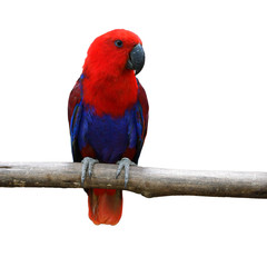 red parrot bird