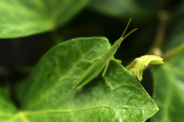 草に潜むバッタ
