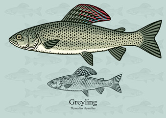 Greyling. Vector illustration with refined details and optimized stroke that allows the image to be used in small sizes (in packaging design, decoration, educational graphics, etc.)