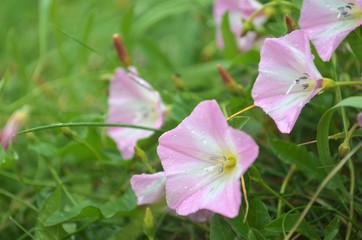 pink flower in the garden