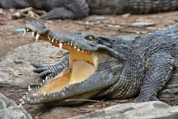 Obraz premium Crocodile open mouth