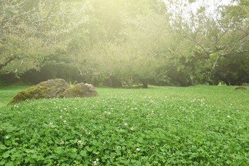 small white flower in Plum tree plantation  at Ang Khang, green season, Chiang  Mai, Thailand; 