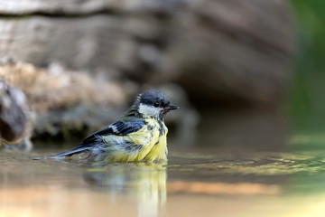 Cinciallegra nel fiume (Parus major)