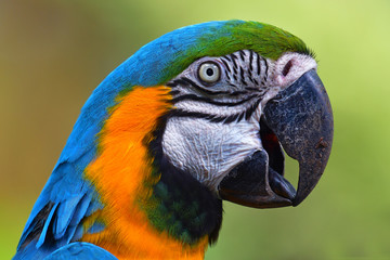 blue and gold macaw head shot