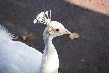 Close-up portrait of white bird peafowl peahen with feather crown