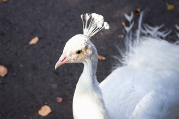 Close-up of white bird peafowl peahen with feather crown