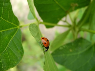 ladybug on green leaf