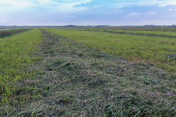 Fototapeta na wymiar a line of freshly cut grass on a field close-up.