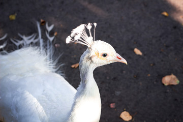 Portrait of white bird peafowl peahen with feather crown