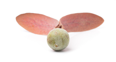 Dipterocarpus alatus Roxb Seeds  isolated on white background