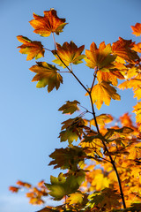 autumn leaves on blue sky