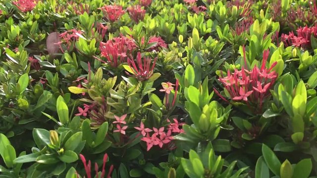 Ixora coccinea by panning.