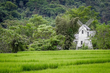 Romantic white windmill lost in the middle of picturesque greenery with a pretty green rice field in the foreground
