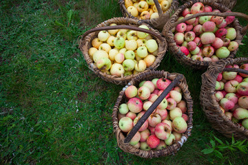 apples in basket on grass