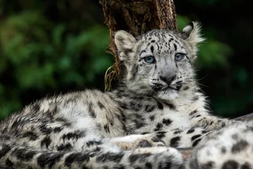 Gordijnen Baby snow leopard (Panthera uncia). Young snow leopard. © Lubos Chlubny